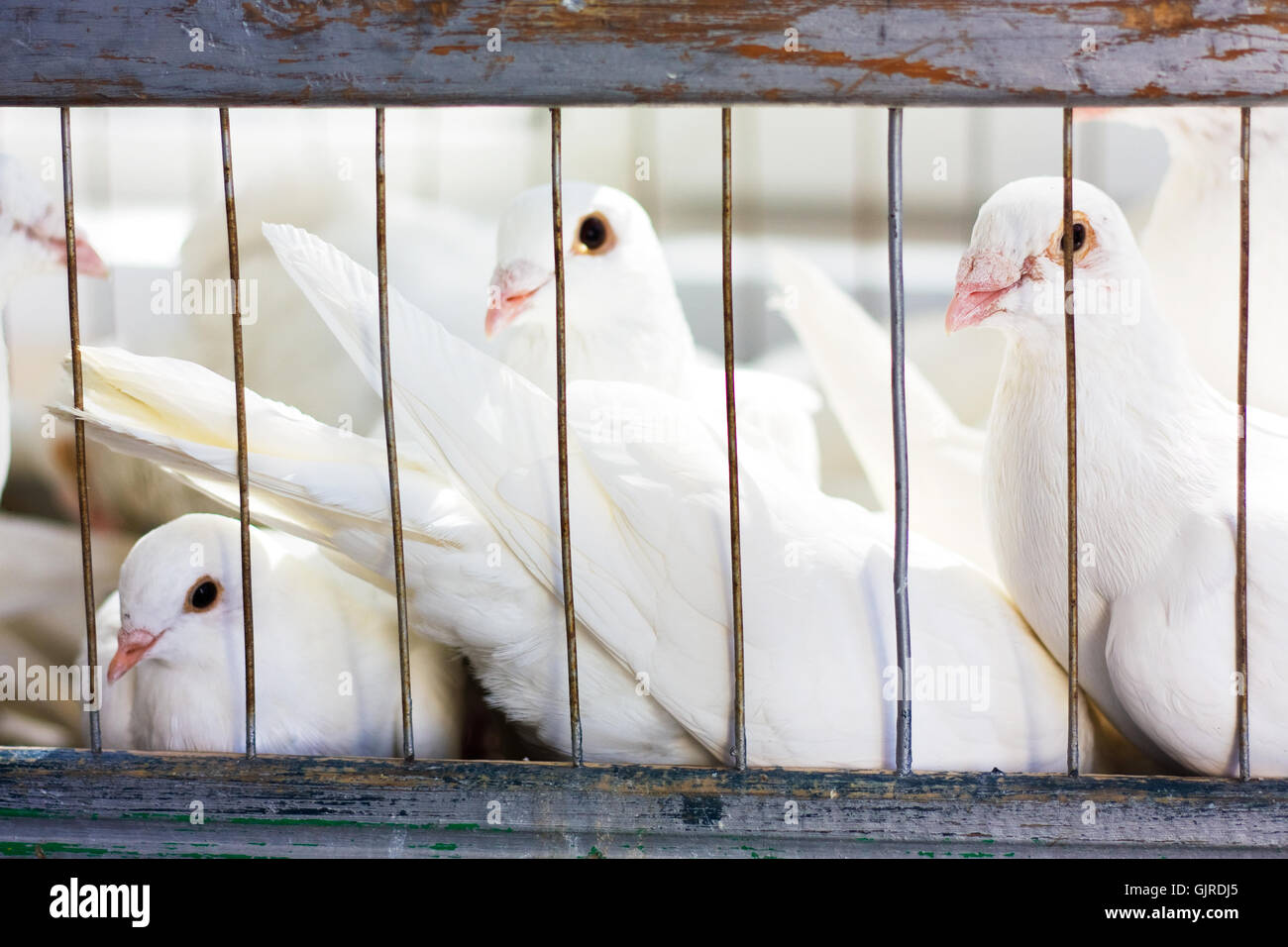 white doves in a cage Stock Photo Alamy