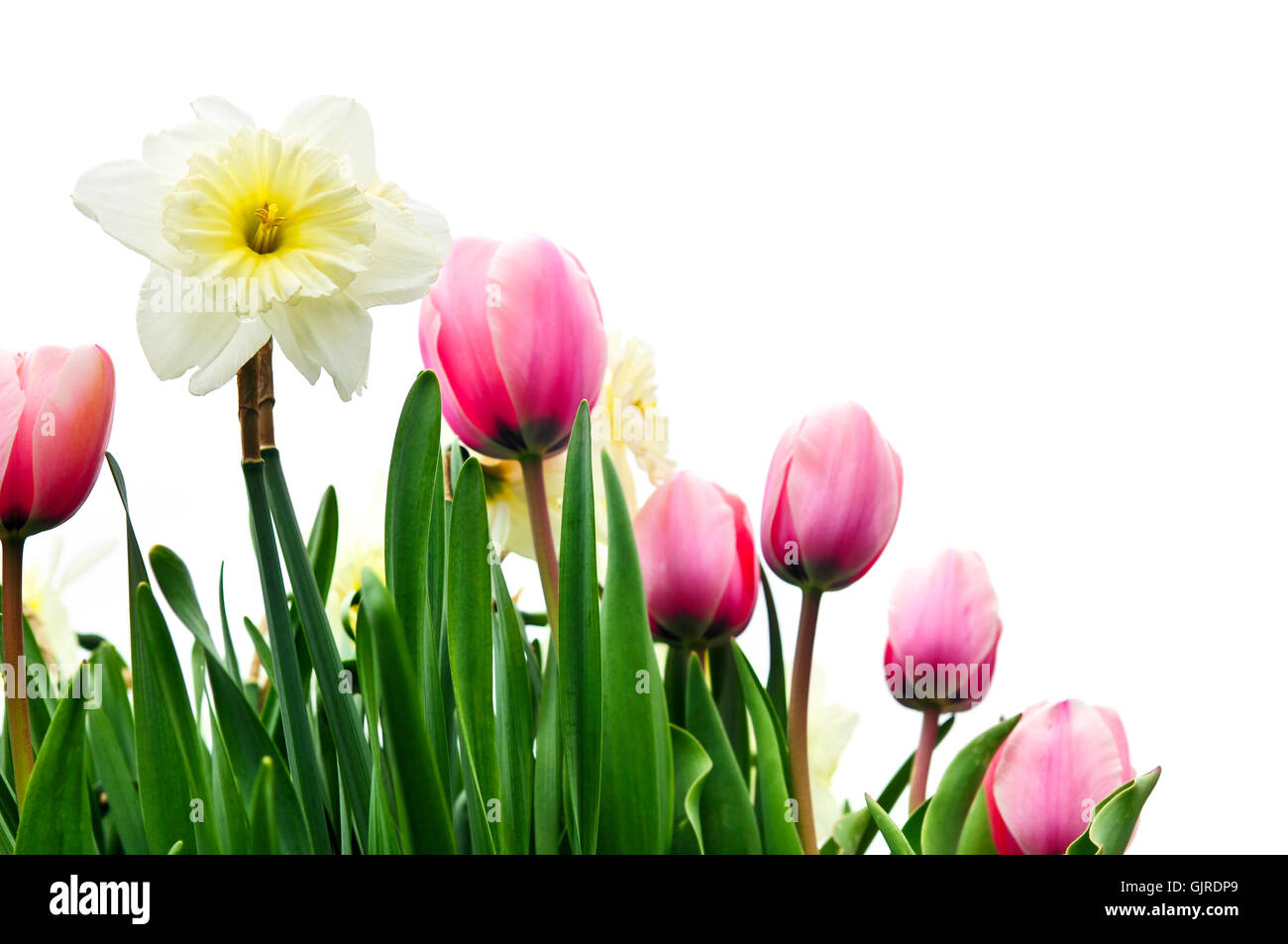 Plant bulbs garden border hi-res stock photography and images - Alamy