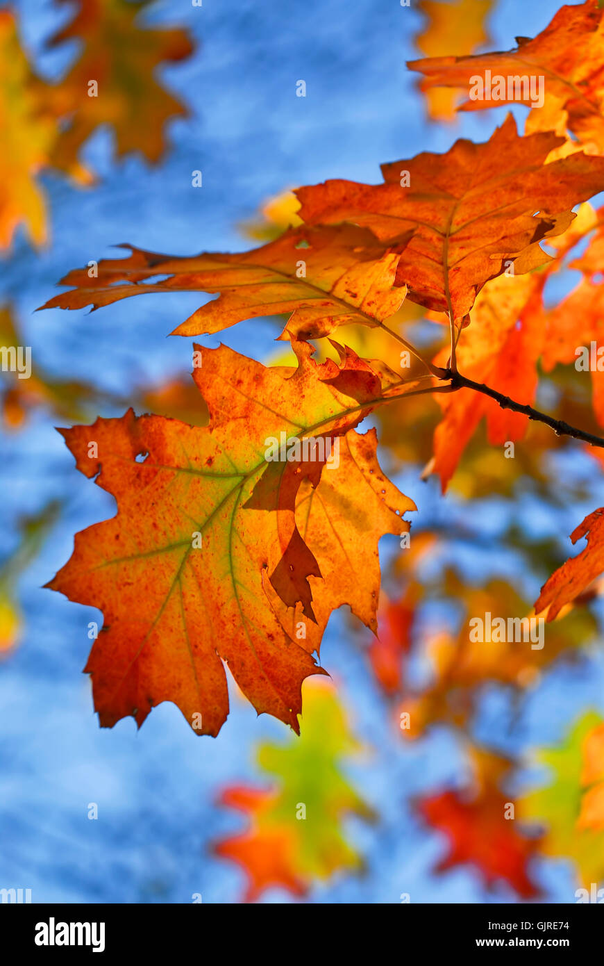 Oak leaves turning red hi-res stock photography and images - Alamy