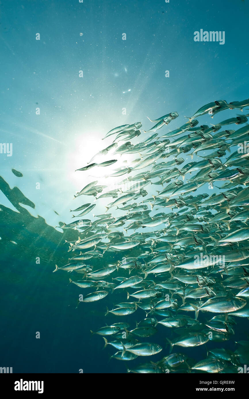 animal fish mackerel Stock Photo - Alamy