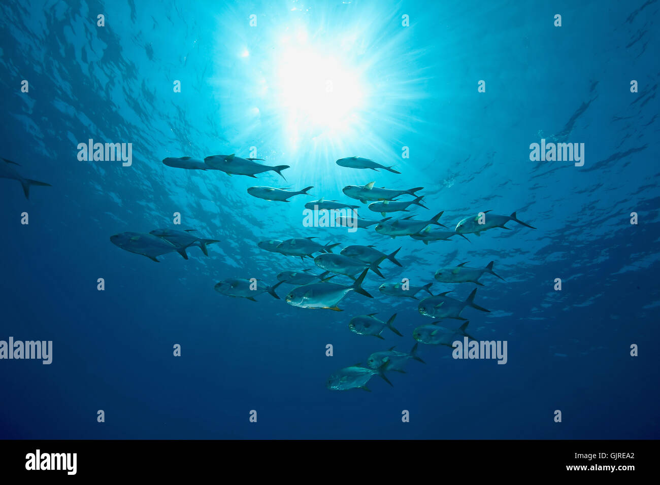 animal fish sunlight Stock Photo