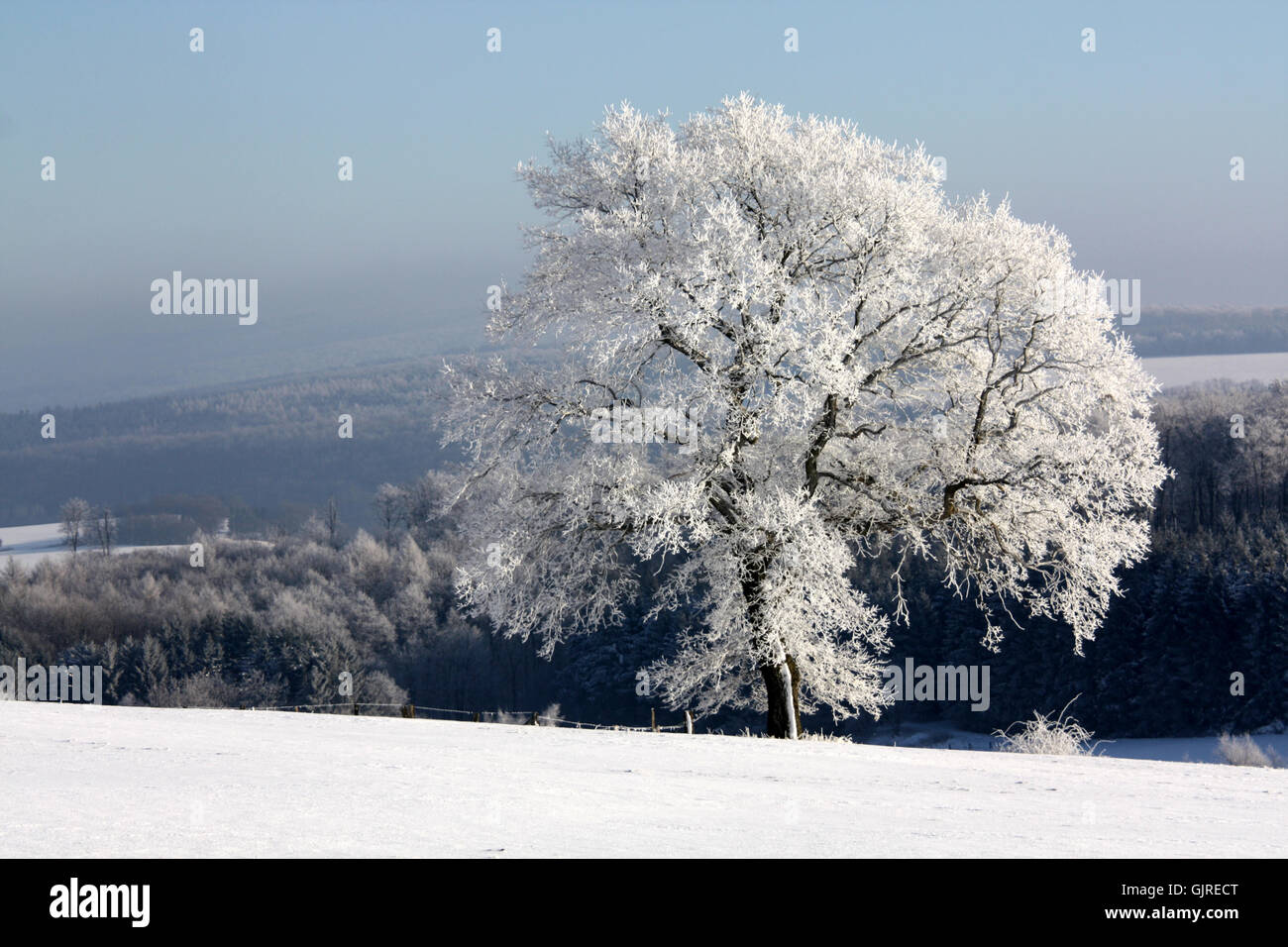 tree winter cold Stock Photo