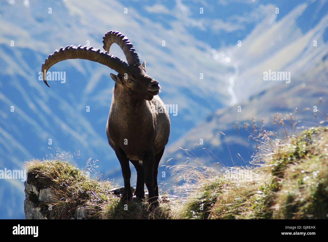 here i am the herscher Stock Photo - Alamy