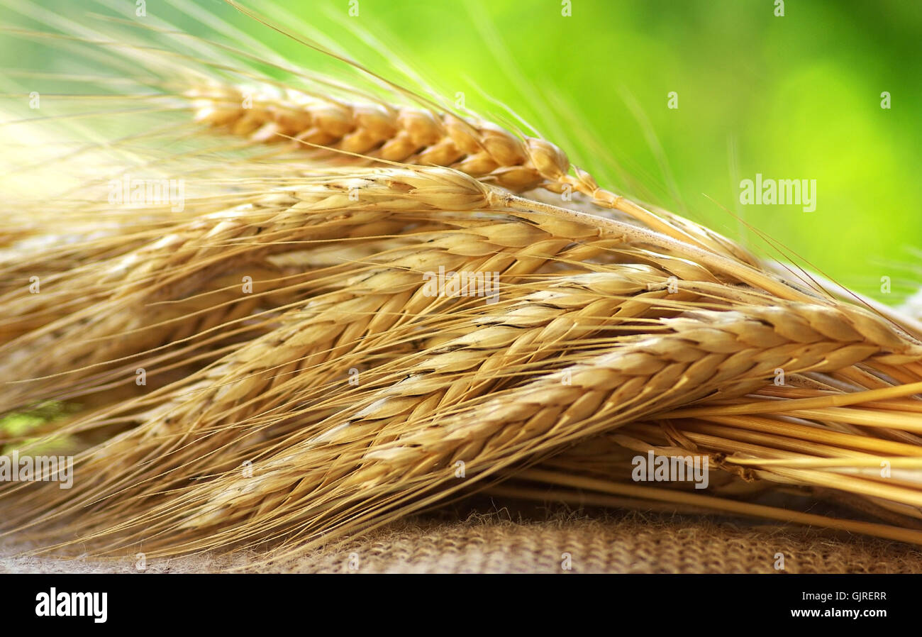 agriculture farming wheat Stock Photo - Alamy