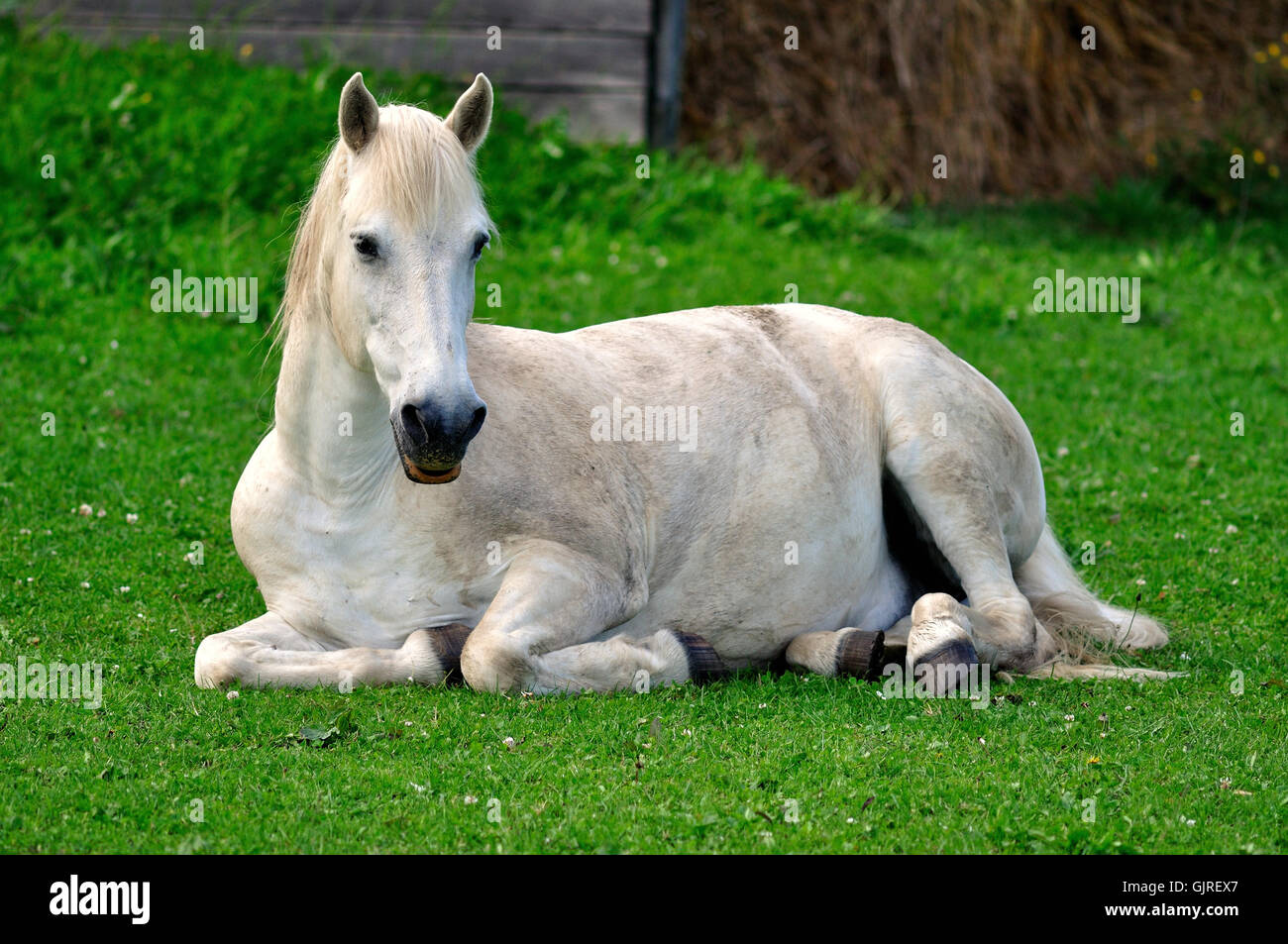 horse on the pasture Stock Photo