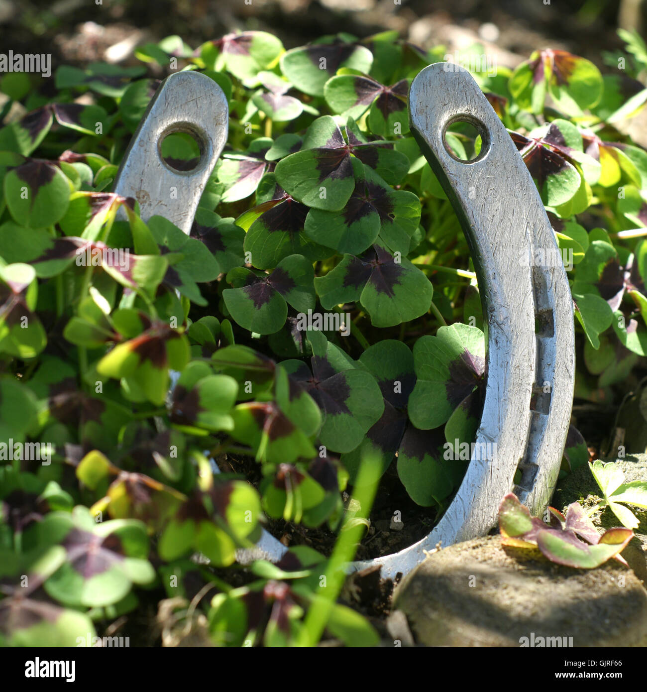 two lucky charms Stock Photo Alamy