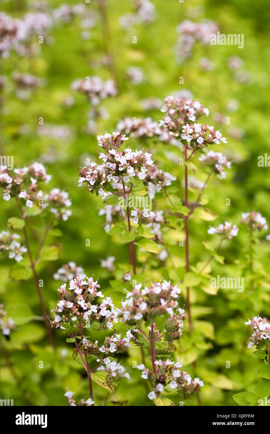 Origanum vulgare aureum hires stock photography and images Alamy