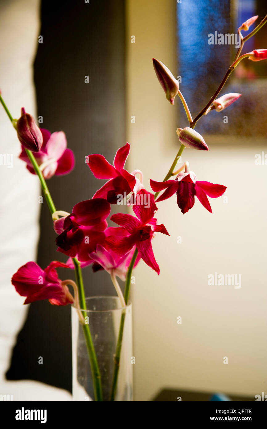Extroverted Flower Extroverted hi-res stock photography and images - Alamy