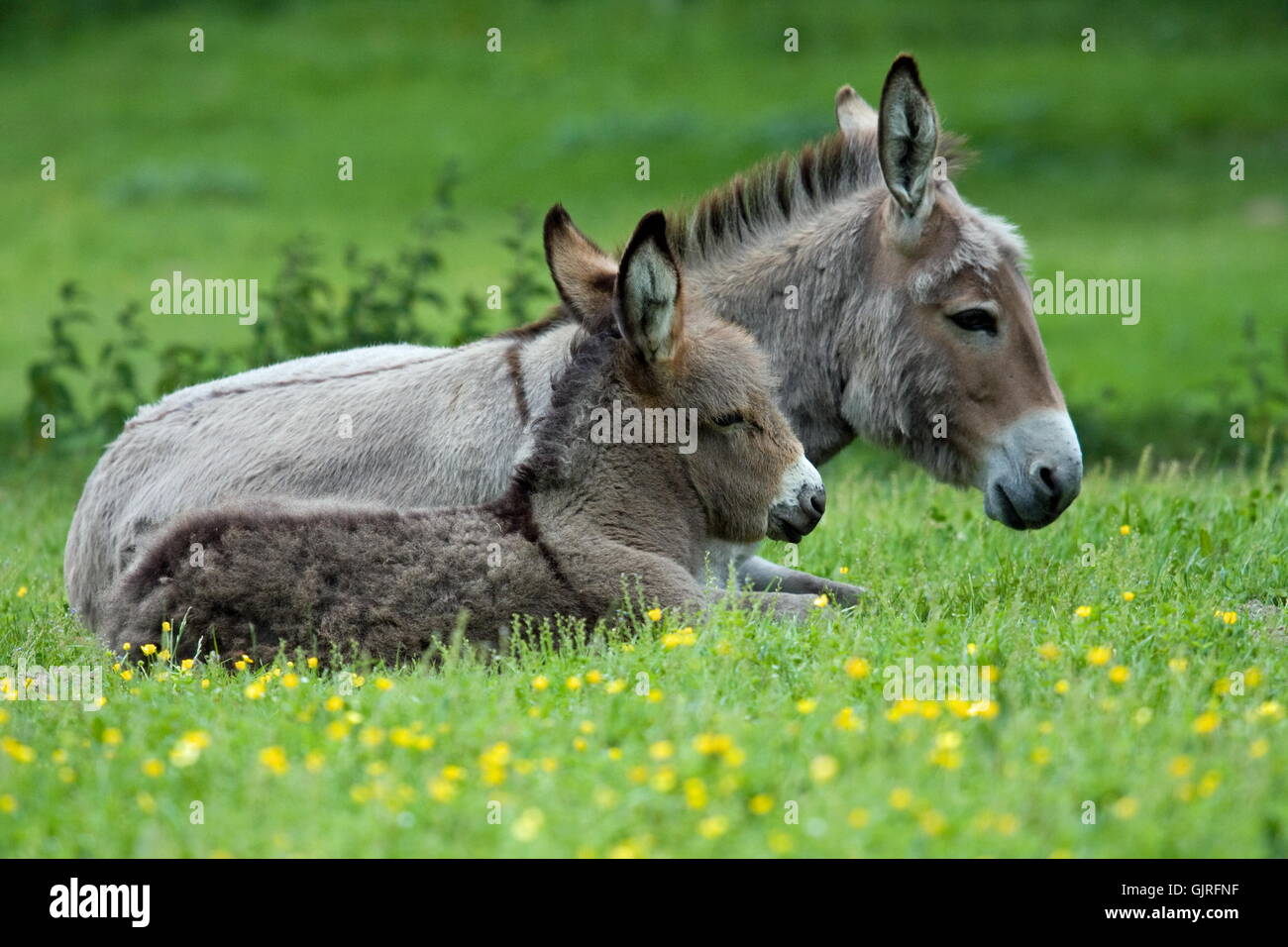 donkey young Stock Photo
