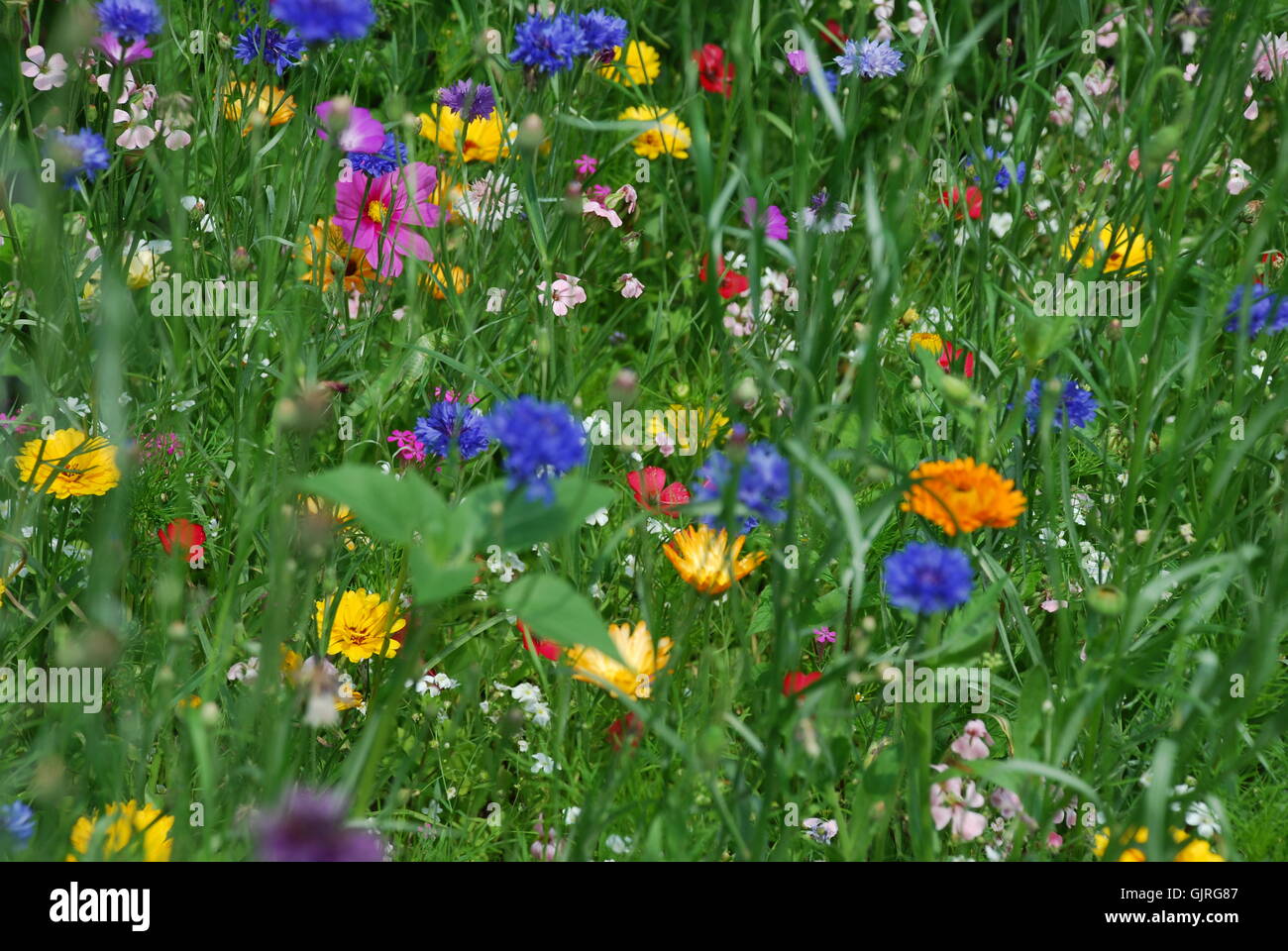 sommerwiese Stock Photo