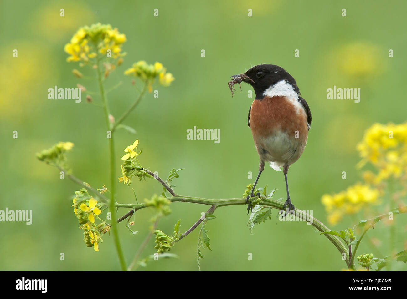 fodder bird birds Stock Photo - Alamy