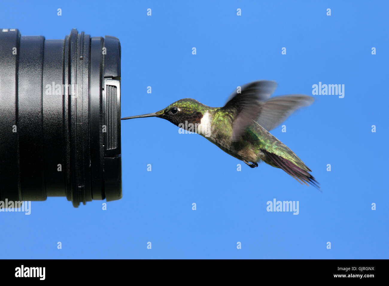 Photo of birds hi-res stock photography and images - Alamy