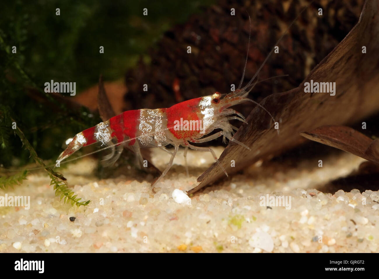 aquarium shrimp spineless Stock Photo