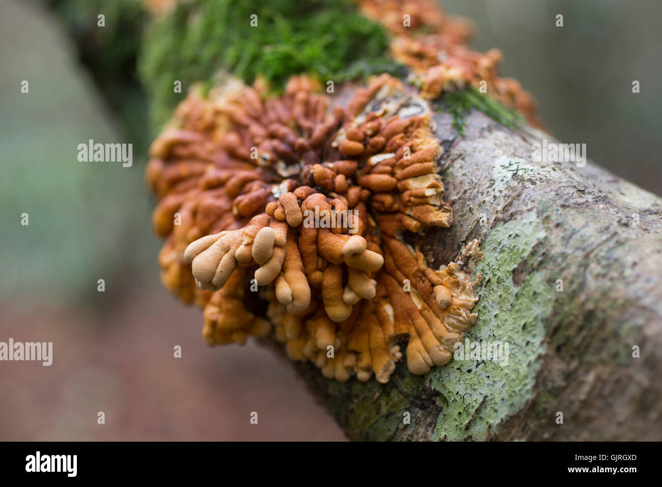 Hazel Gloves Fungus; Hypocreopsis rhododendri Cornwall; UK Stock Photo