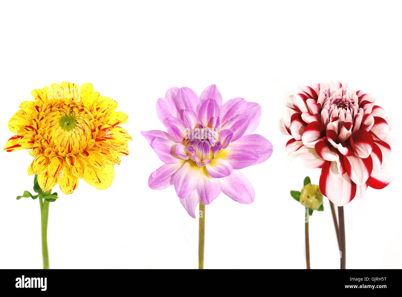 bloom blossom flourish Stock Photo Alamy