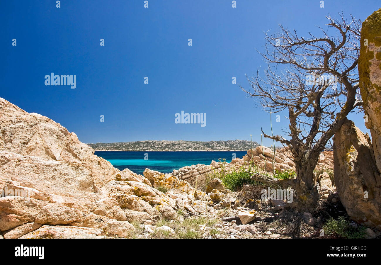 tree water mediterranean Stock Photo