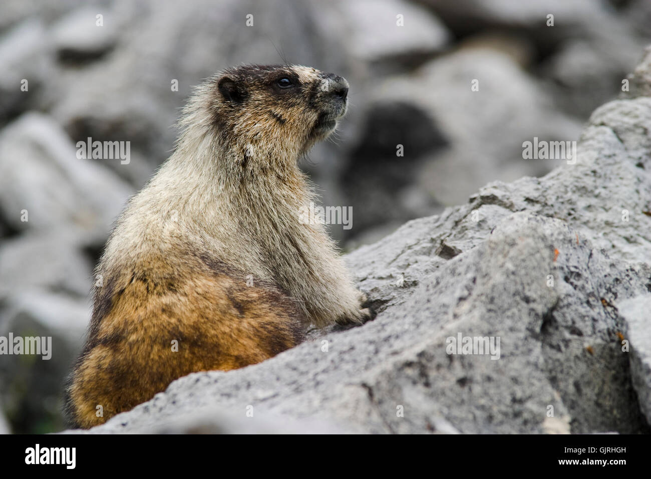 animal wildlife alpine Stock Photo