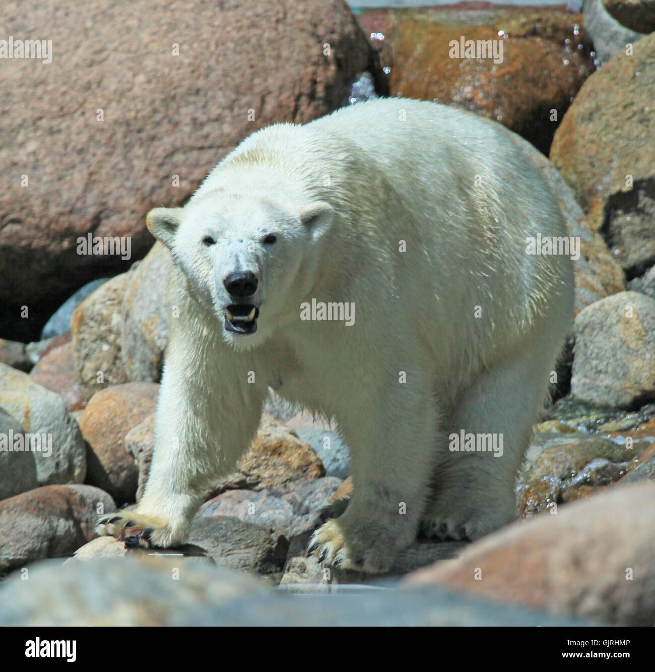 bear polar bear arctic Stock Photo Alamy