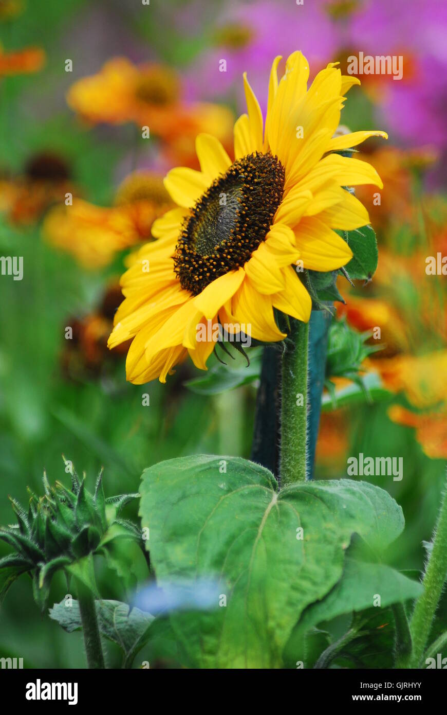 sunflower bunte Stock Photo