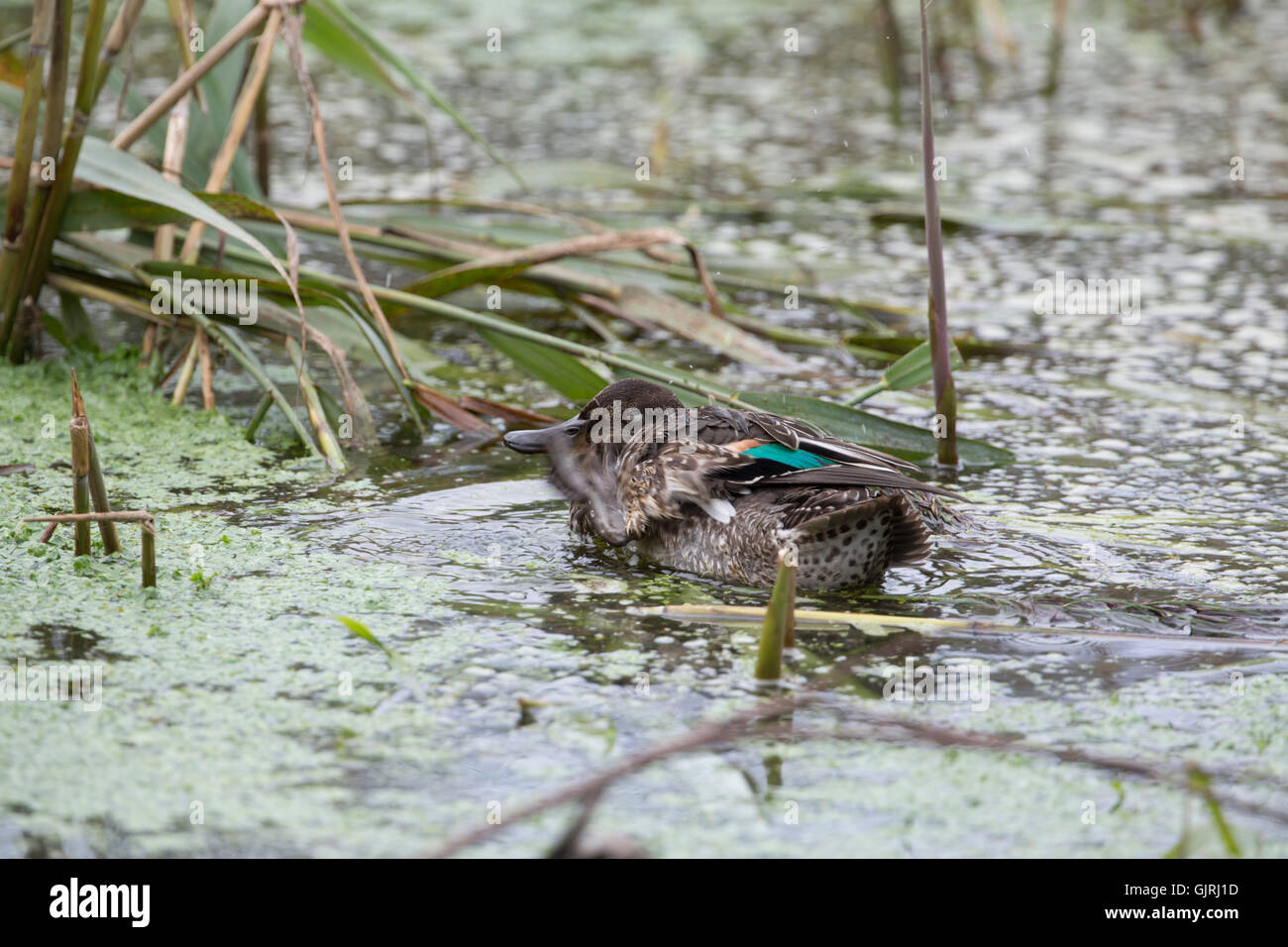 Teal; Anas crecca Single Female Cornwall; UK Stock Photo