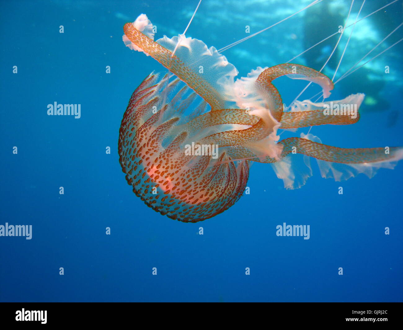 fish underwater dive Stock Photo Alamy