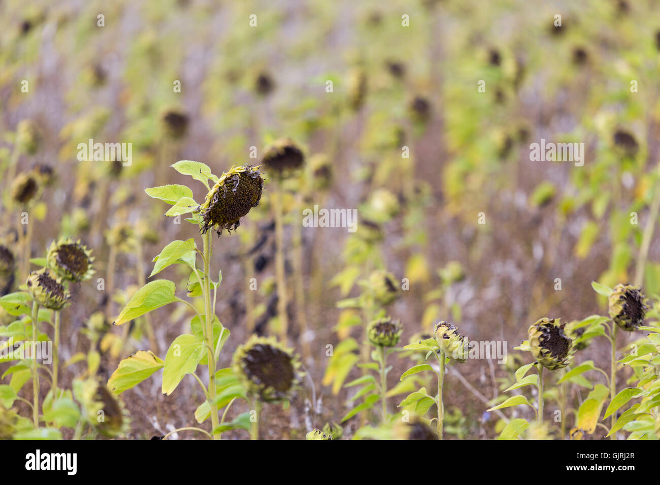 Sunflowers ; Seed Heads Teneriffe Farm Cornwall; UK Stock Photo