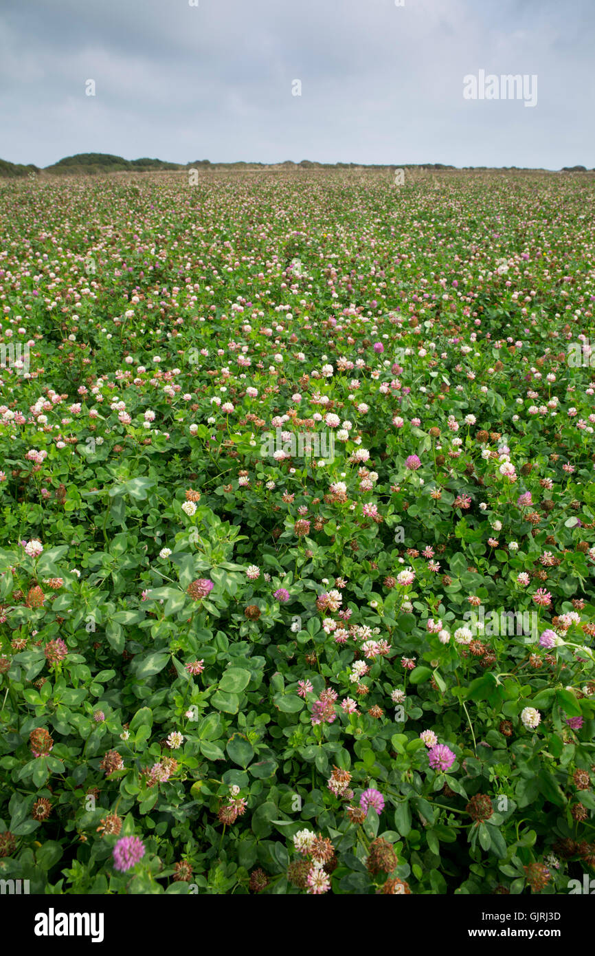 Clover; In Flower Teneriffe Farm; Cornwall; UK Stock Photo Alamy