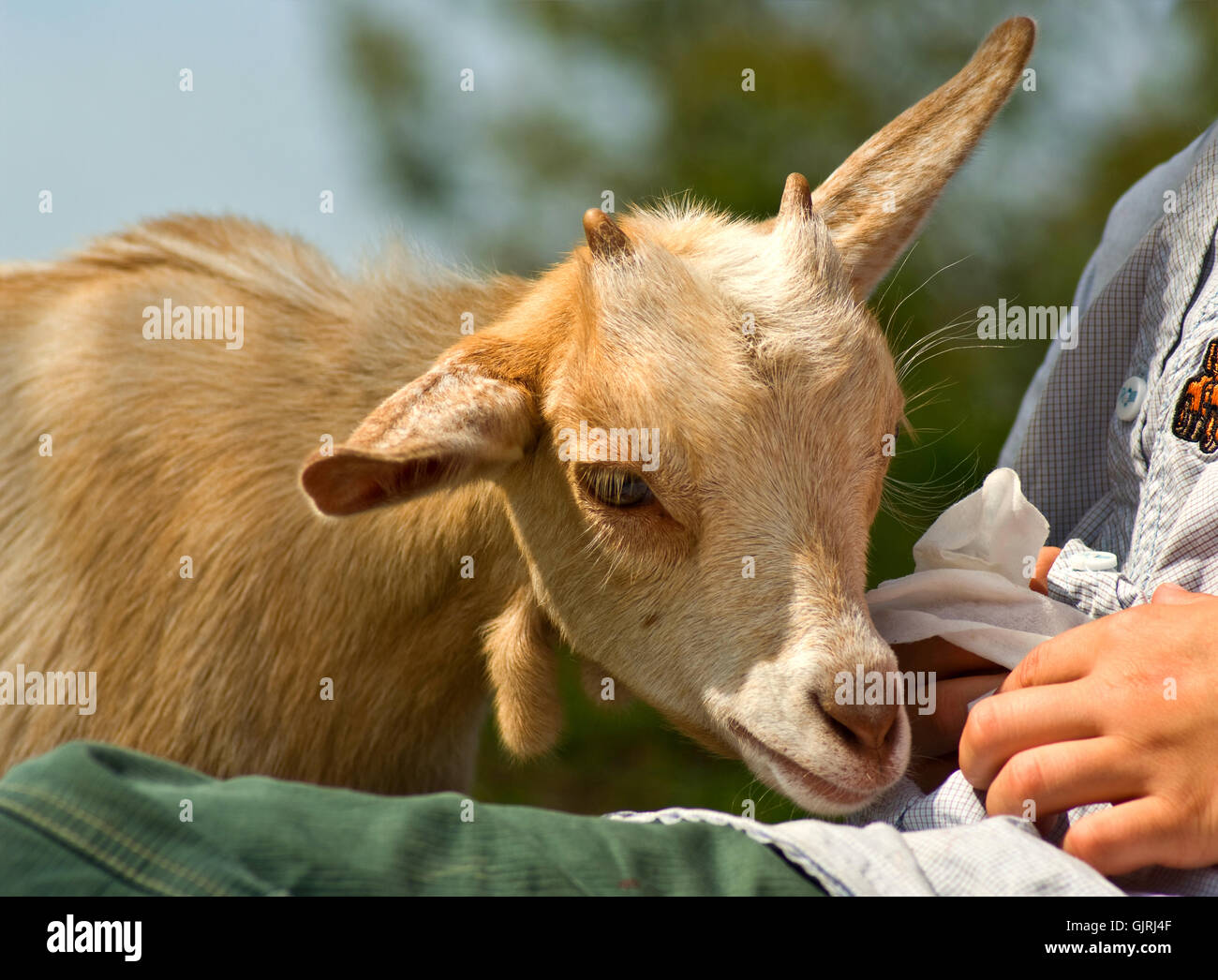 hand animal portrait Stock Photo