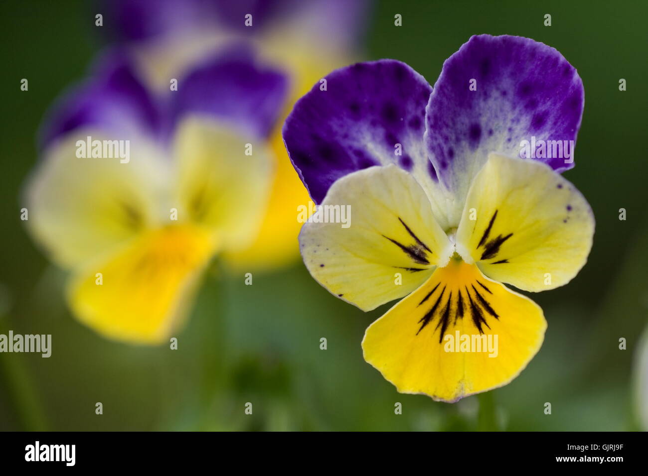 garden gardens pansy Stock Photo