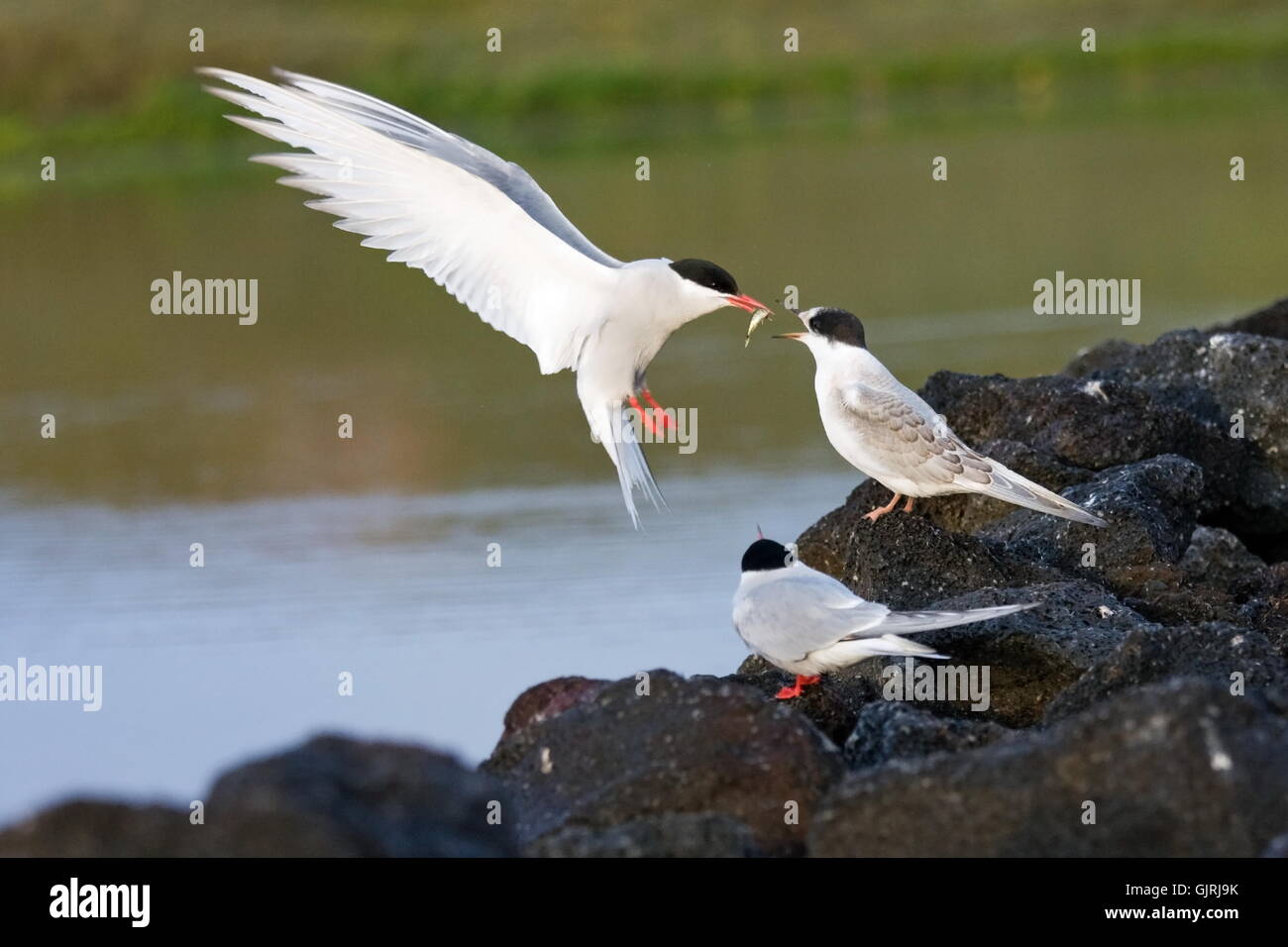 terns Stock Photo