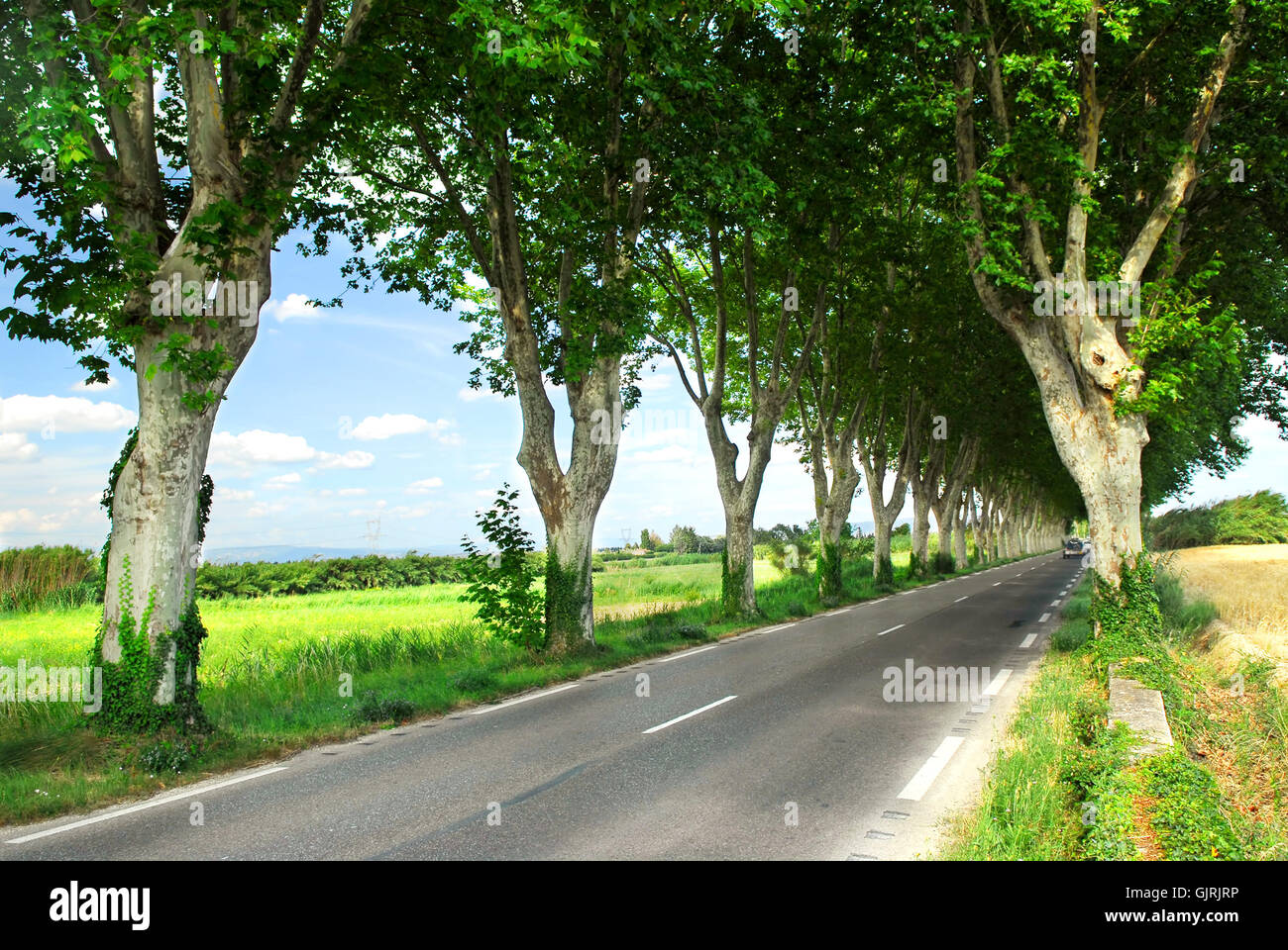 tree trees france Stock Photo Alamy