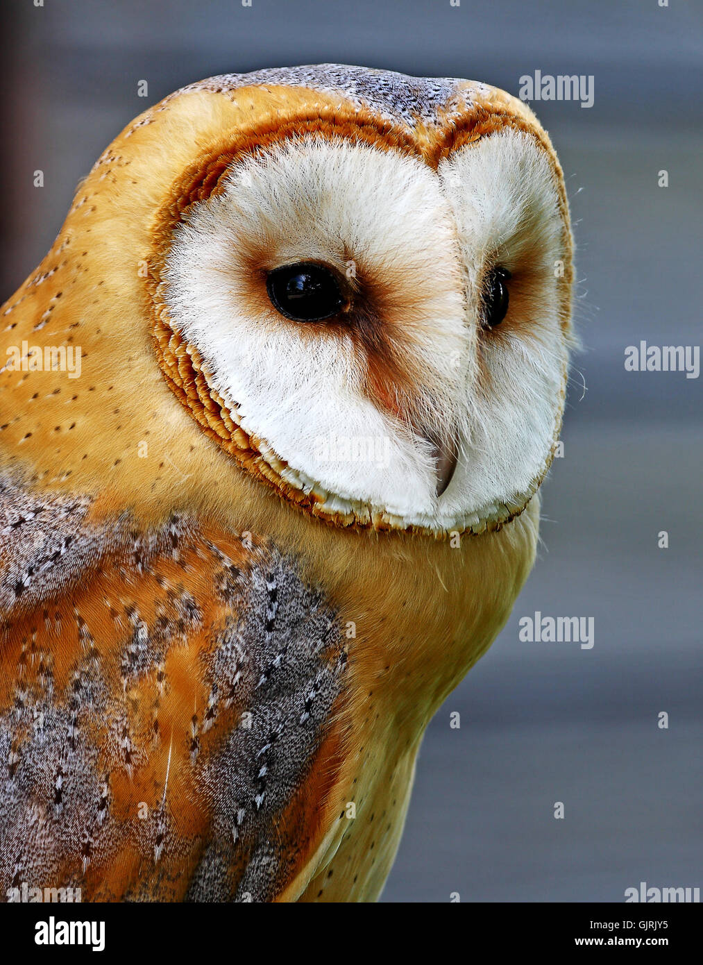 raptor feathering owl Stock Photo