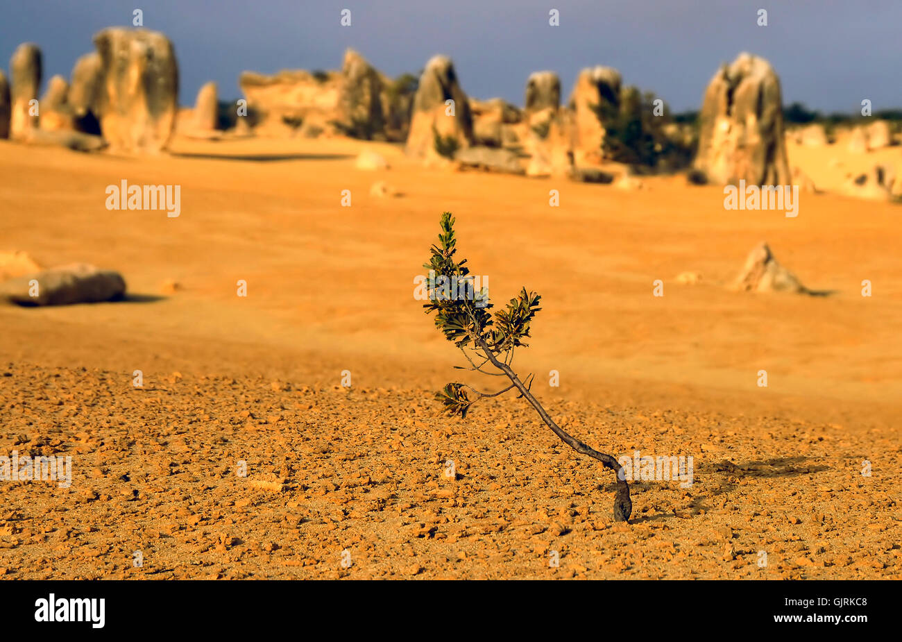 tree desert wasteland Stock Photo