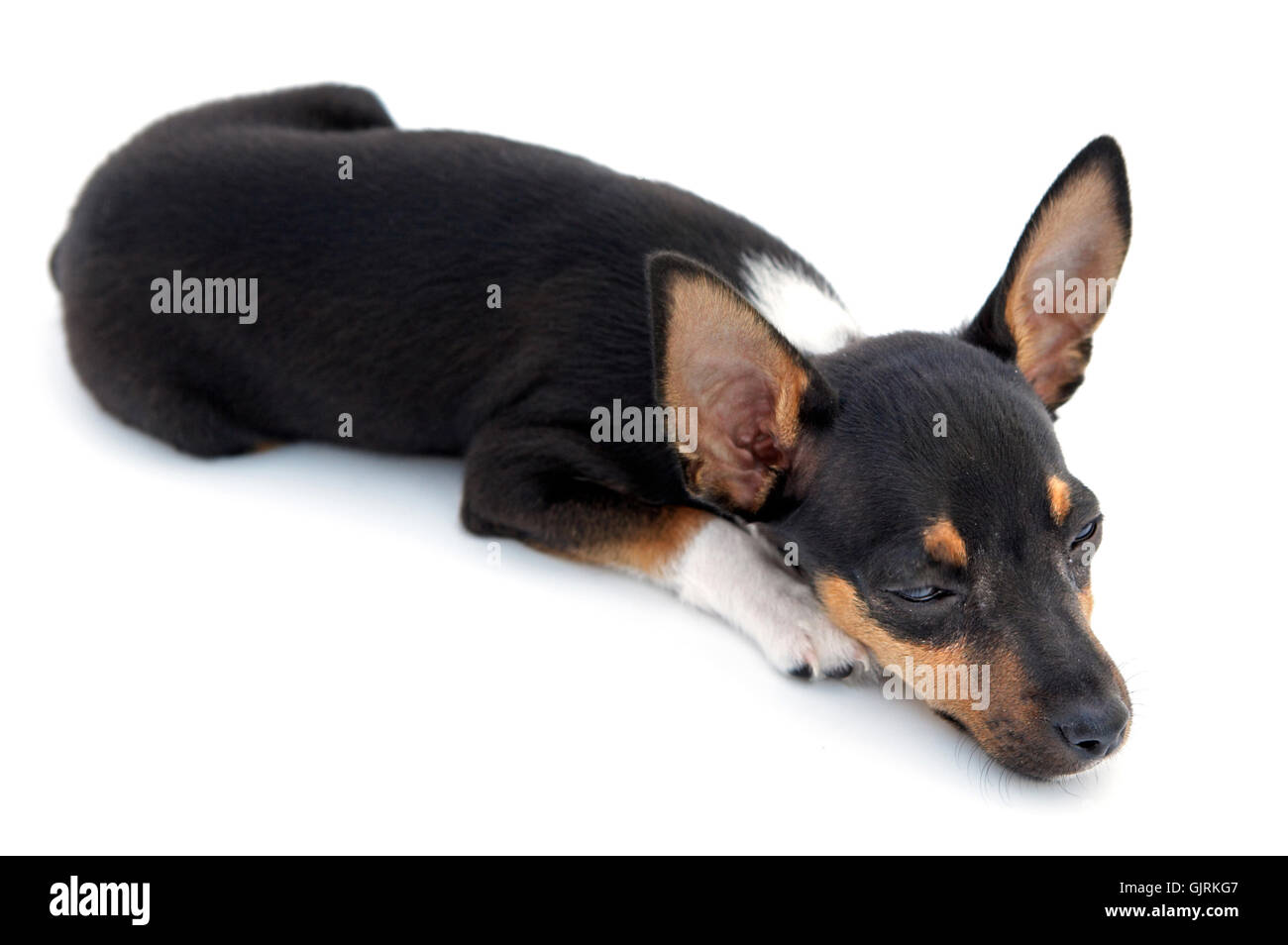 small tiny little Stock Photo - Alamy
