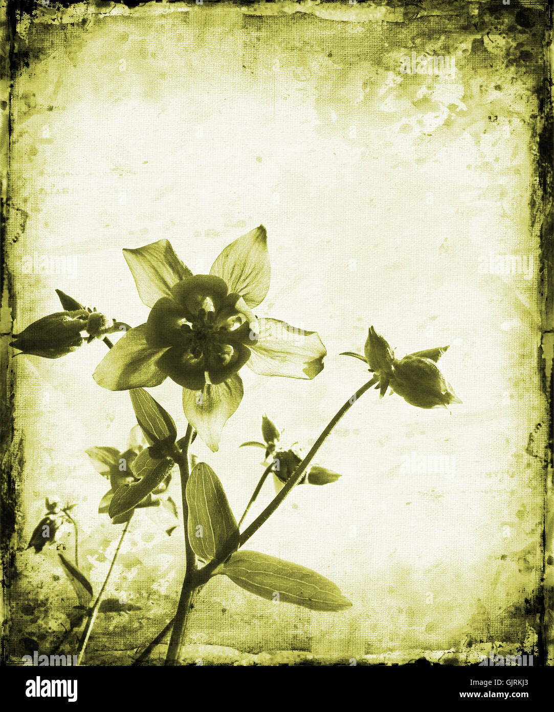 Digital image of flower hi-res stock photography and images - Alamy