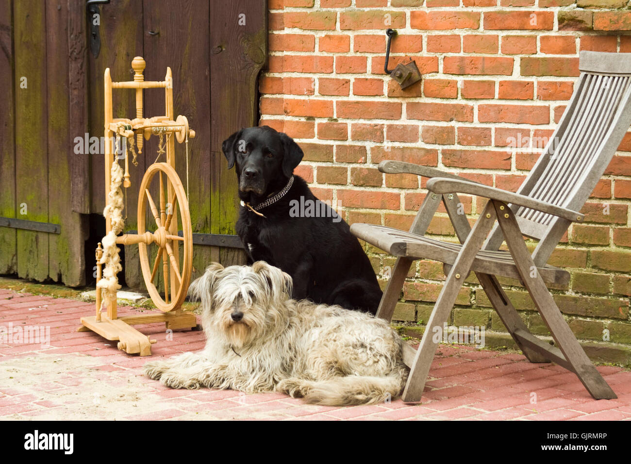 spinning wheel with two dogs Stock Photo Alamy
