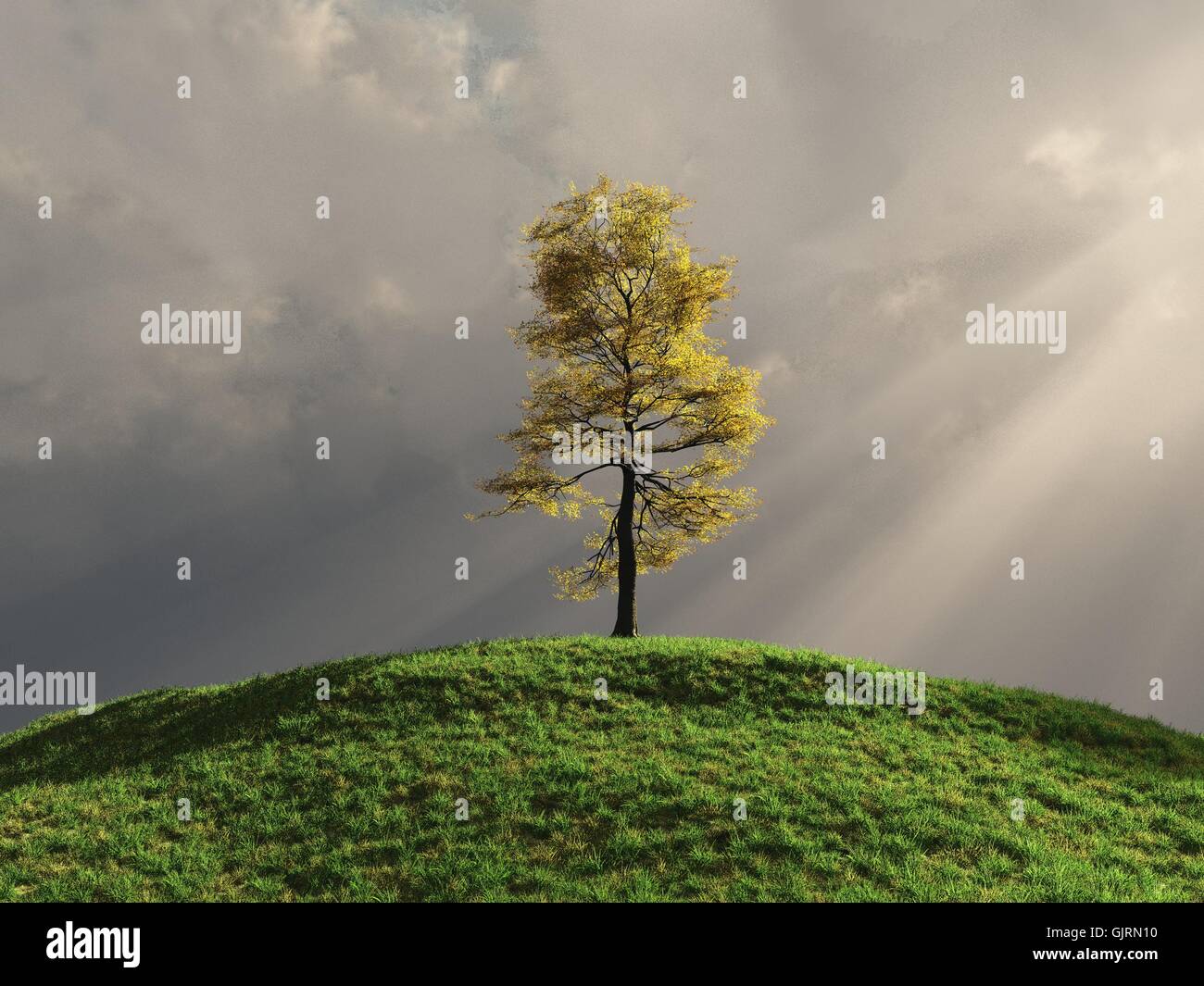Grass tree hill hi-res stock photography and images - Alamy