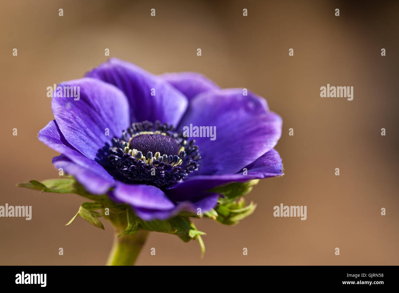 anemone Stock Photo