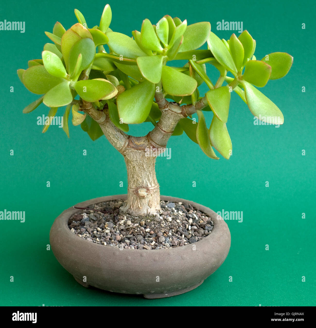 tree green bowl Stock Photo