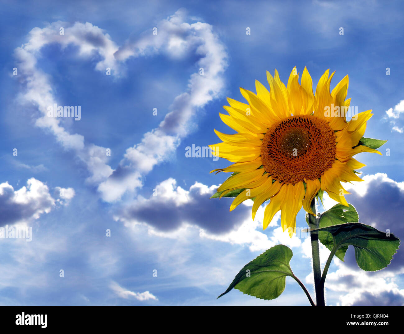 romanticism flower sunflower Stock Photo