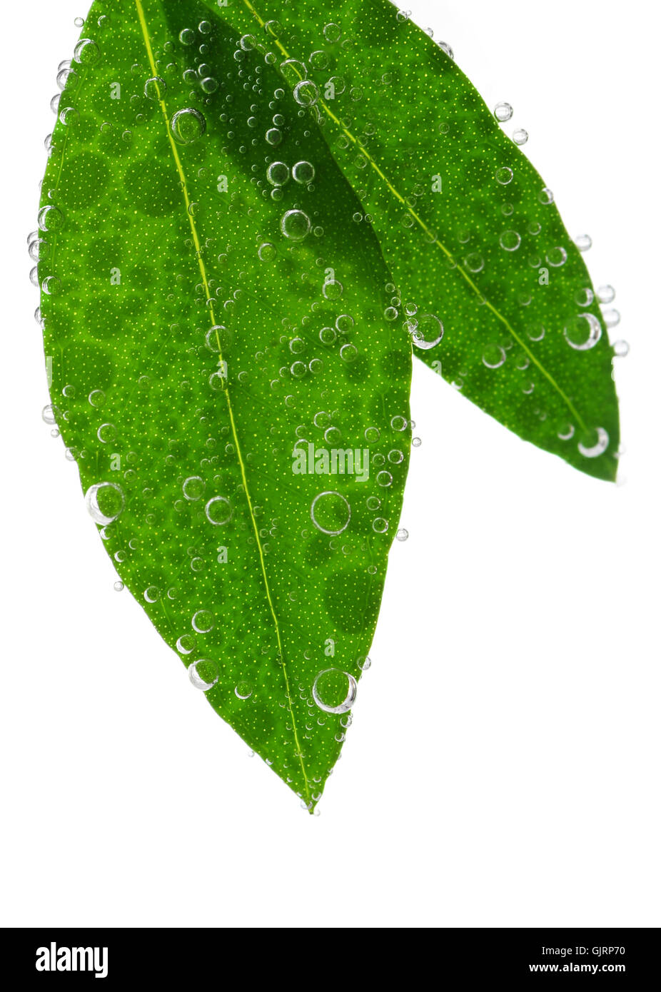 closeup leaves bubbles Stock Photo Alamy
