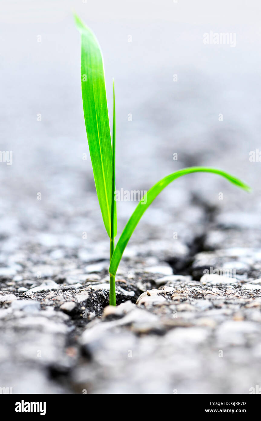 Pavement crack hi-res stock photography and images - Alamy