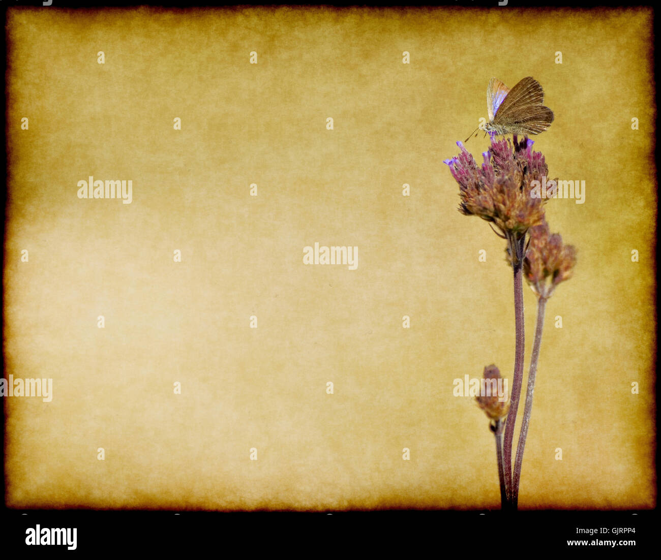 Insect flower hi-res stock photography and images - Alamy