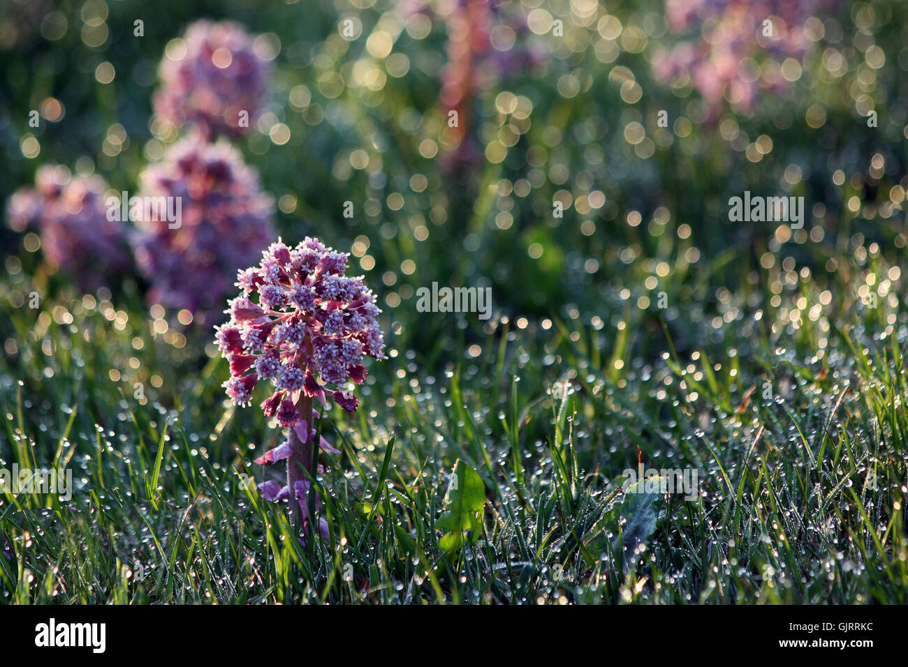compositae brookside gemeine Stock Photo