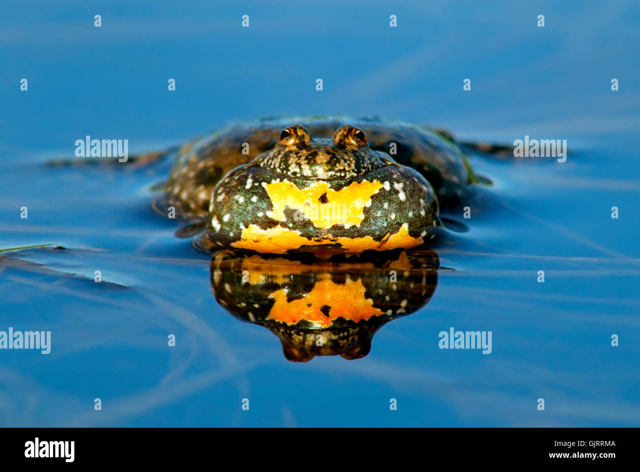 animal amphibian amphibians Stock Photo