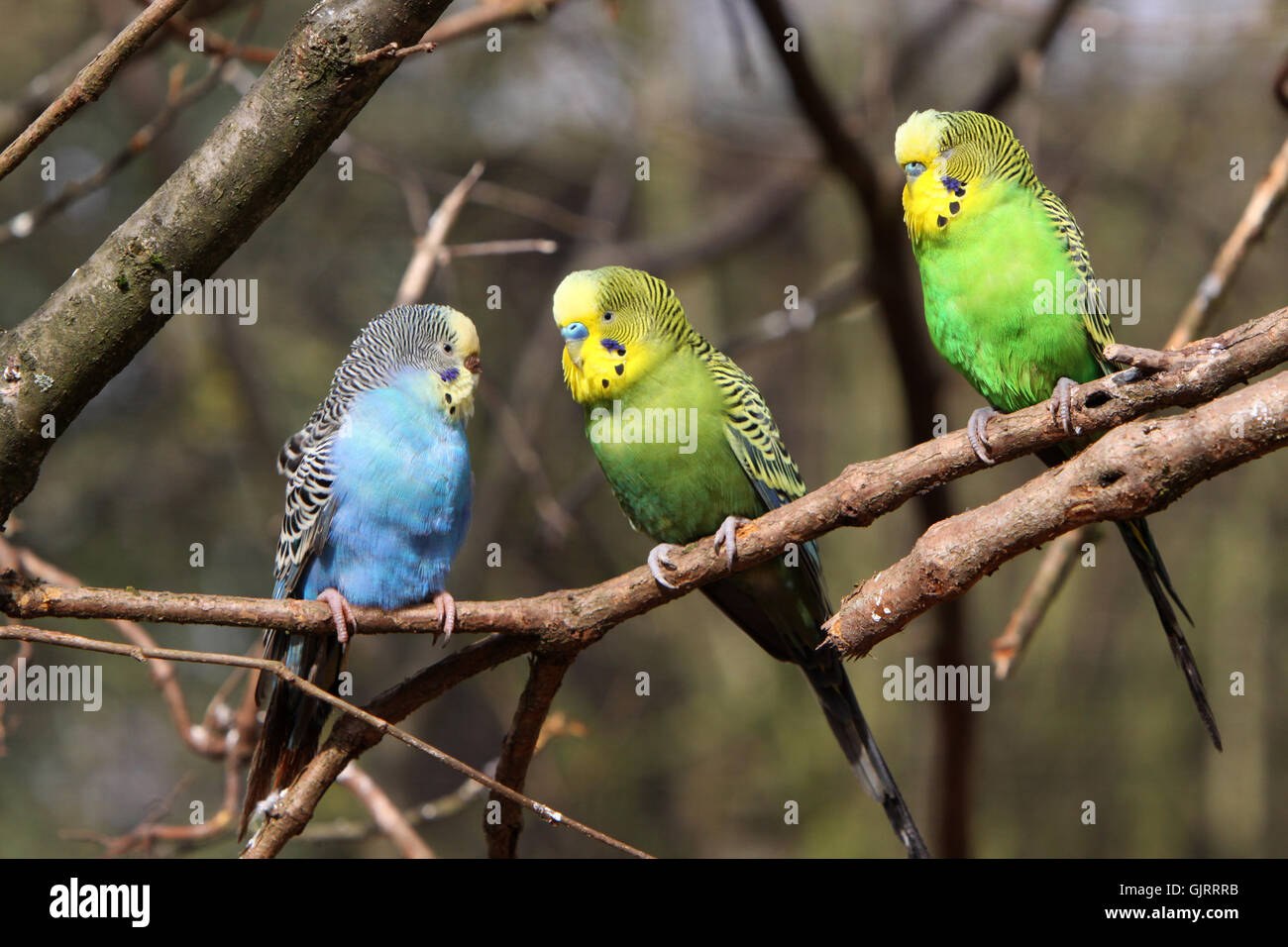 budgerigar Stock Photo