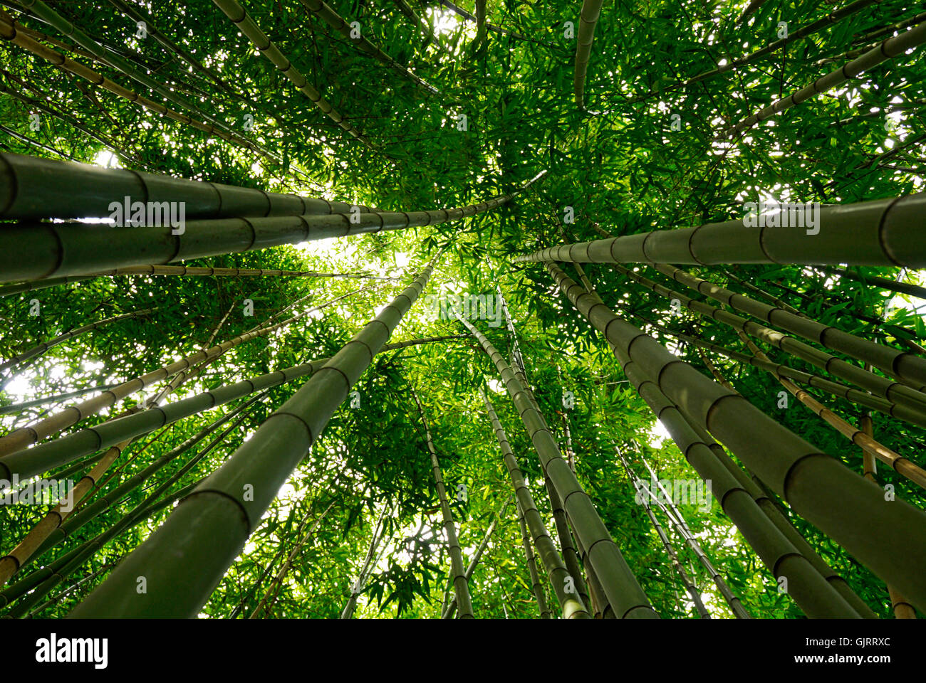 Bamboo height hires stock photography and images Alamy