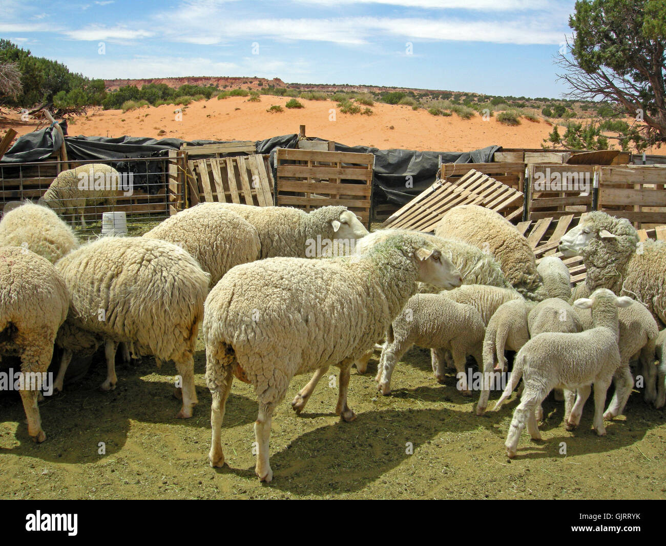 farm sheep (pl.) farm Stock Photo
