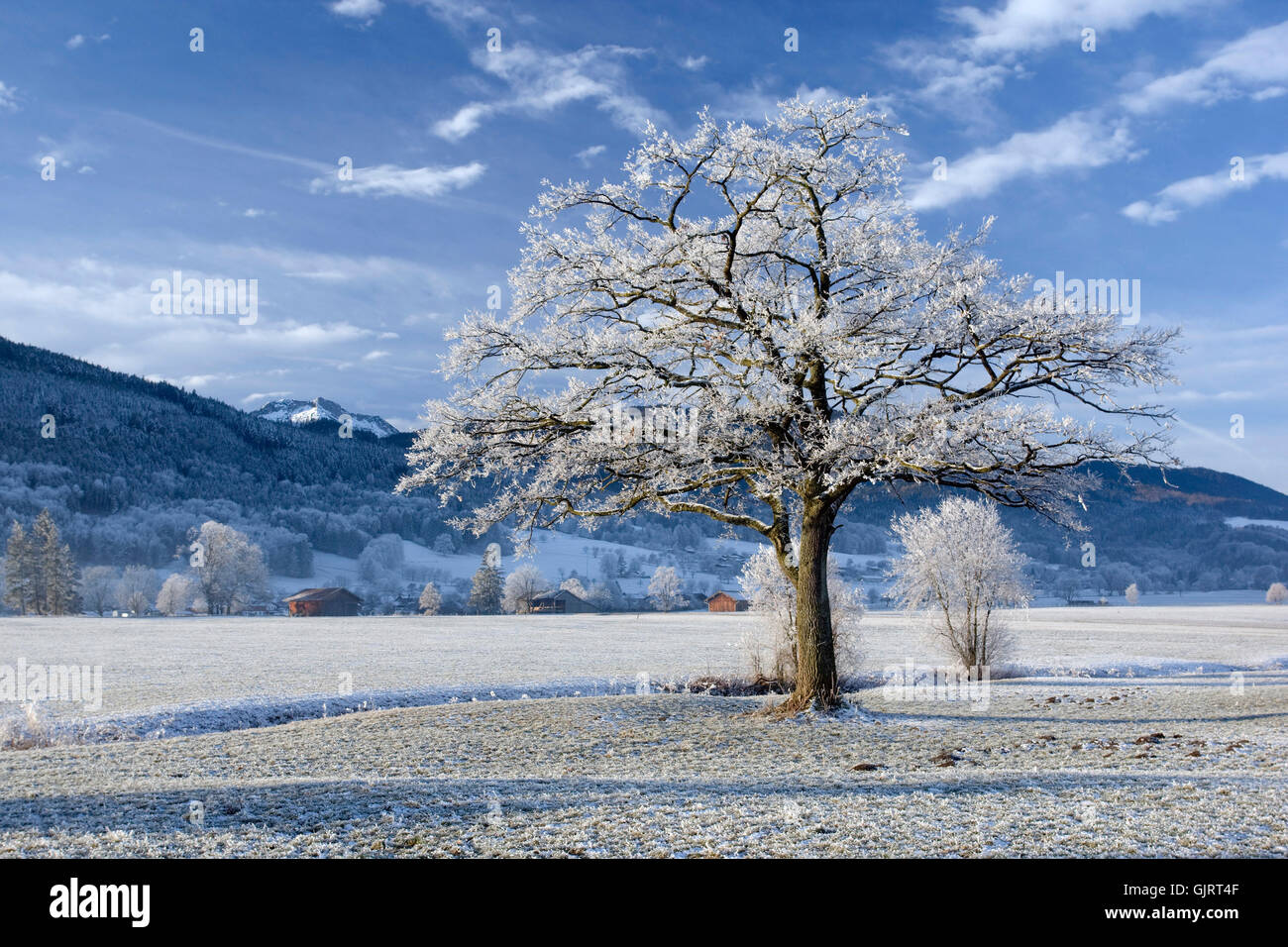 blue tree winter Stock Photo - Alamy