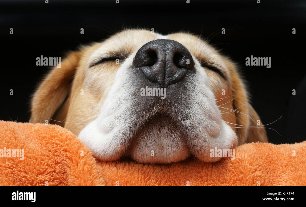 dog tired Stock Photo